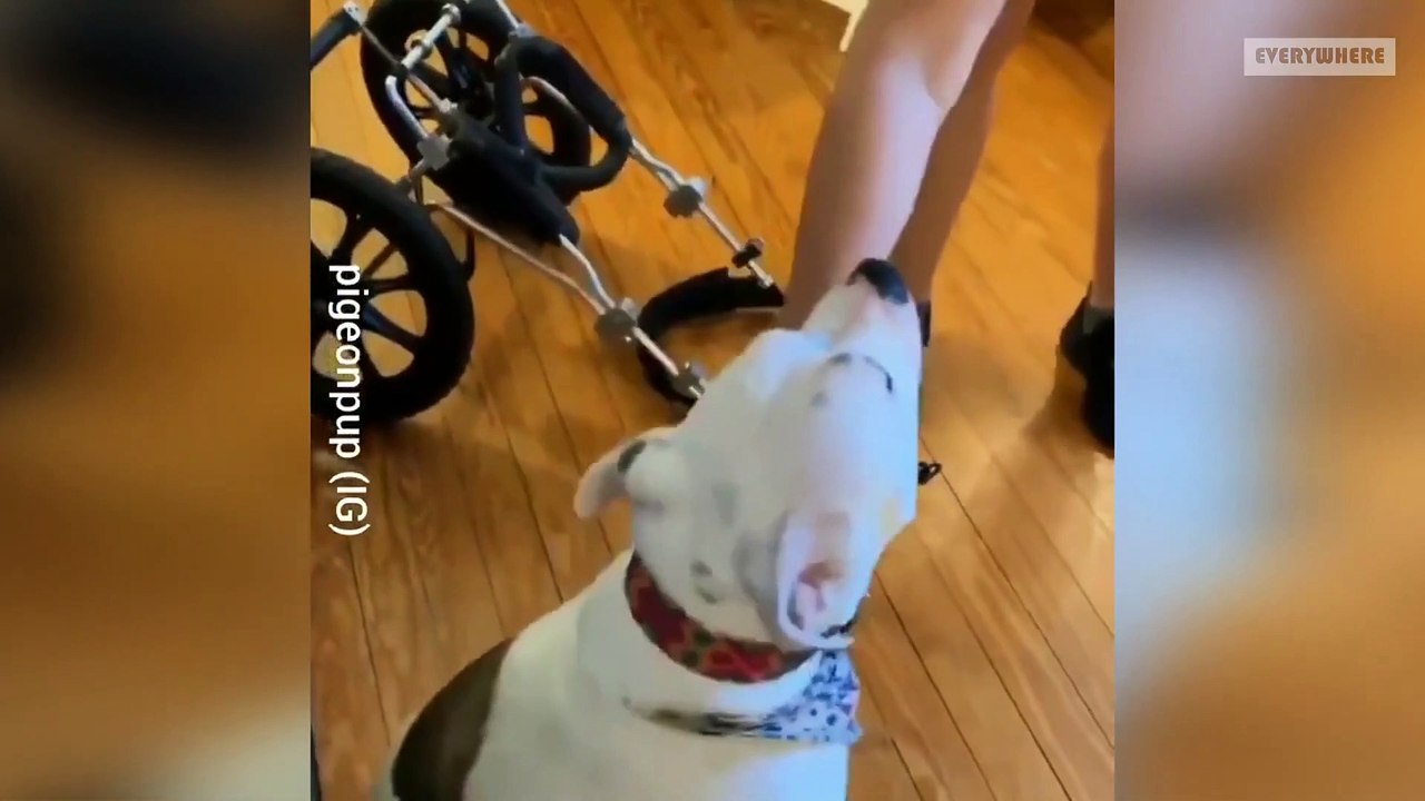 Funny   animals compilation