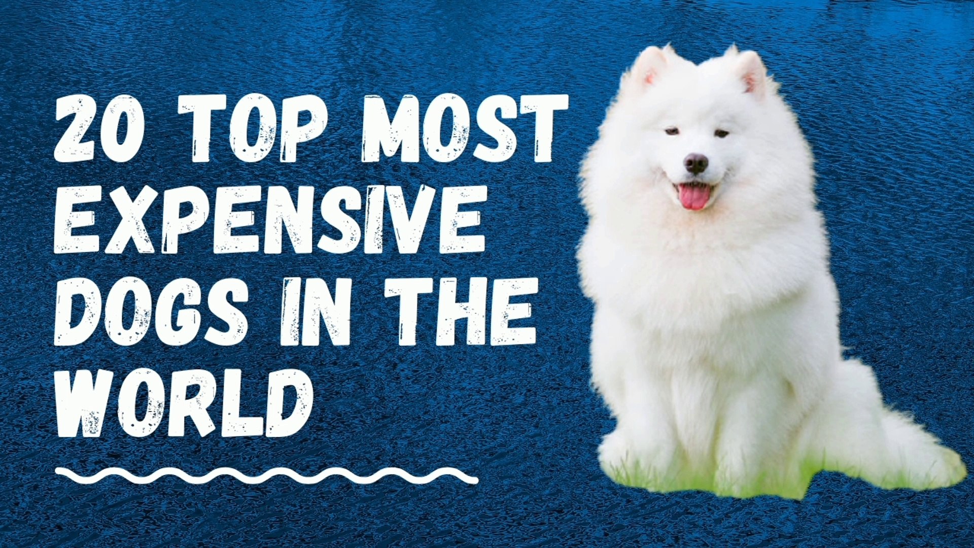 top 20 most expensive dogs