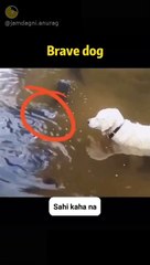 Funny Video 2020 Viral Video Amazing Dog Animal Video