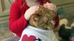 two-year-old girl hugs and tucks in cat - two-year-old girl hugs and tucks in cat -
