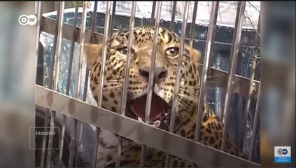 Bagaimana Macan Tutul Bisa Sampai Menyerang Manusia di India?