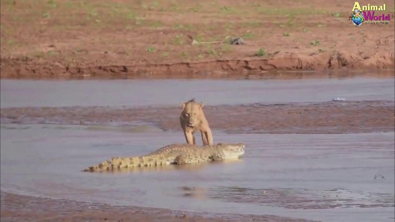 Crocodiles vs lions (compilation)
