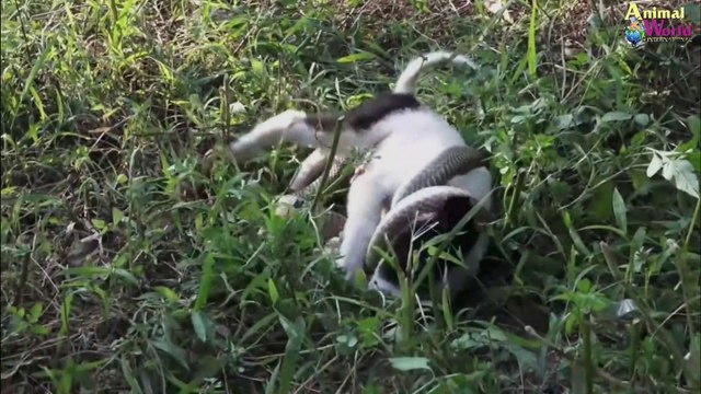 Puppy from King Cobra Attack Be Rescued In Time ...Rescue dog story