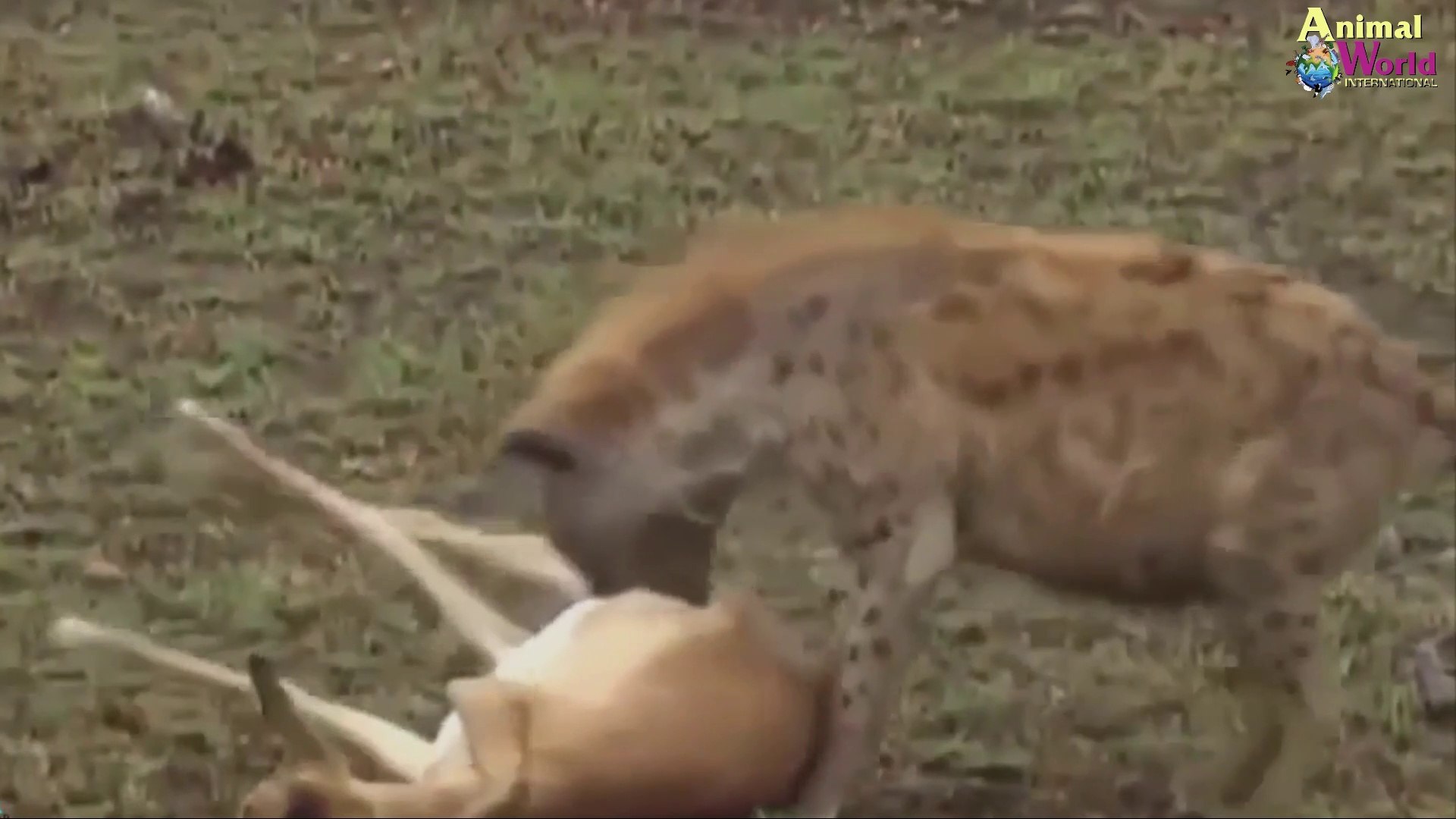 OMG! Gorillas Old too strong, Gorillas Rescue Antelope From Cheetah hunting, Antelope lucky escape