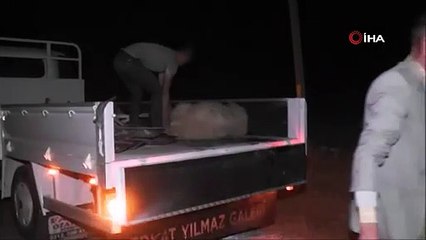Otomobil sürüye daldı, 10 koyun telef oldu