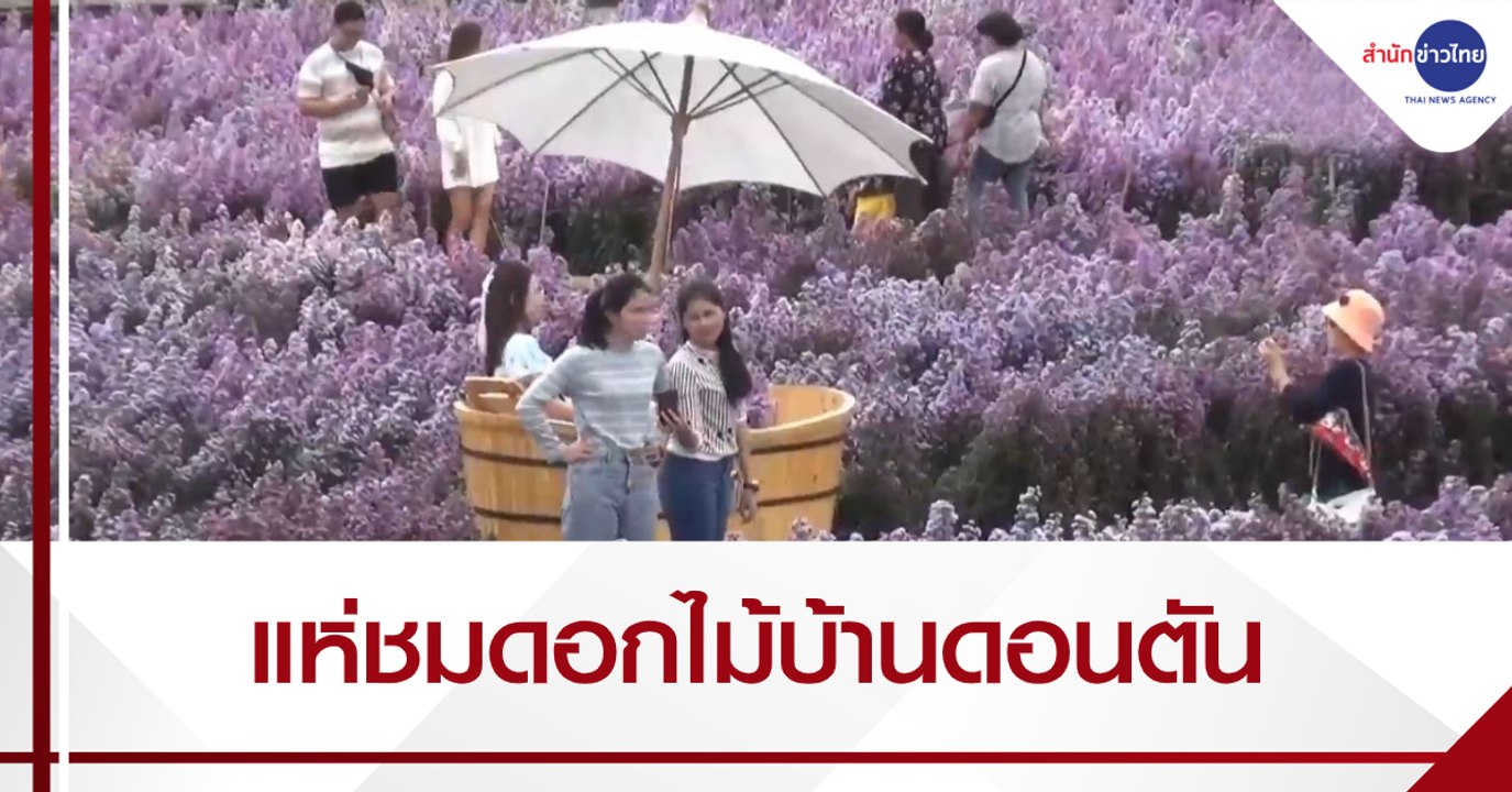นักท่องเที่ยวแห่ชมดอกไม้บ้านดอนตัน จ.เชียงใหม่