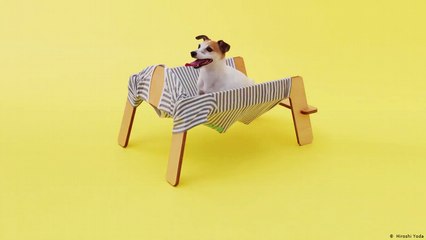 تصاميم أثاث  للكلاب