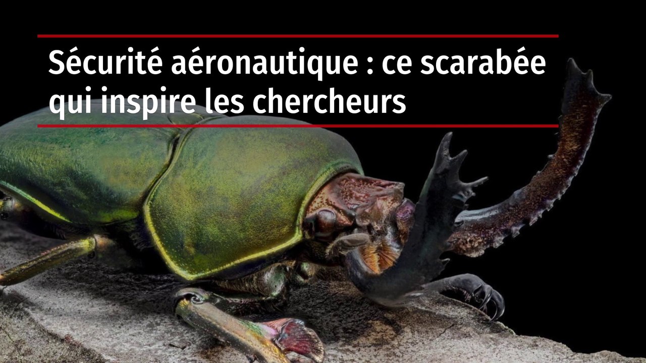 Sécurité aéronautique : ce scarabée qui inspire les chercheurs