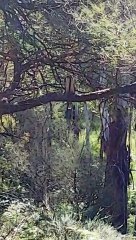 Kookaburra Snacking on a Snake