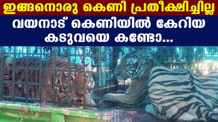 Tiger trapped in cage at Pulpally