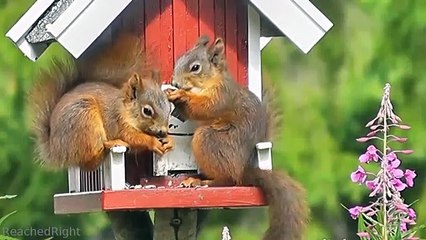 Funny Squirrel Chipmunk Video!!