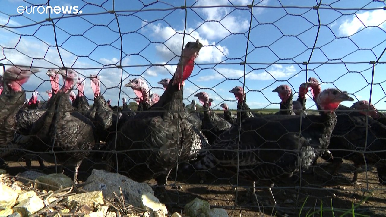 شاهد.. حجم الديك الرومي في بريطانيا يتقلص ليناسب عدد المعازيم على وليمة عيد الميلاد