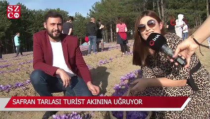 Safran tarlası turist akınına uğruyor