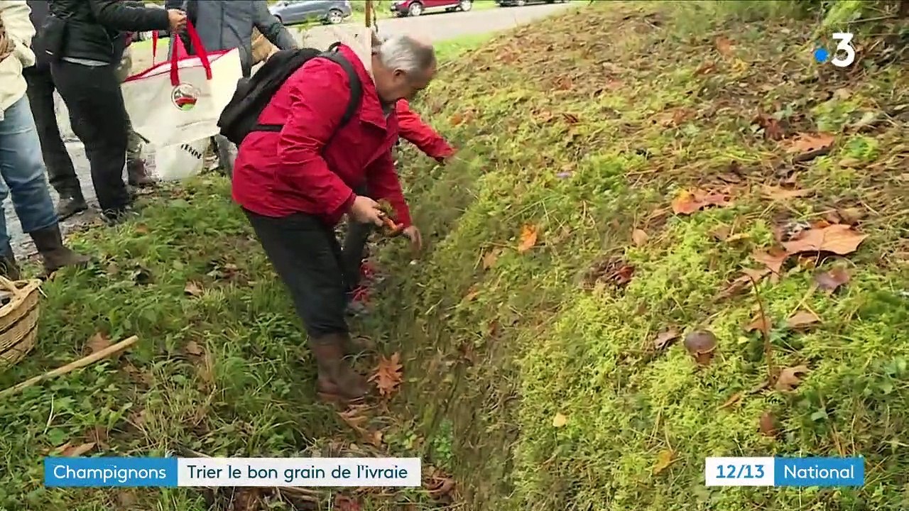 Automne : gare à l'intoxication aux champignons