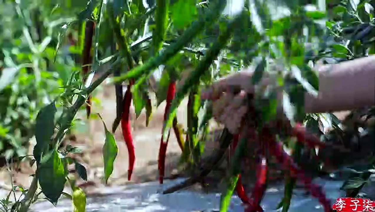 川菜之魂——豆瓣酱