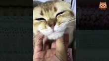 imposible no reírte con estos animales tiernos