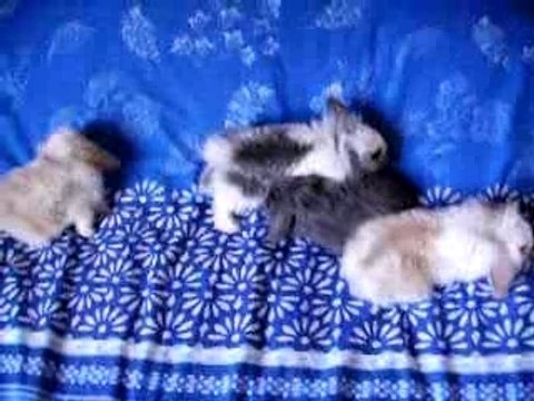 4 bébés lapins béliers