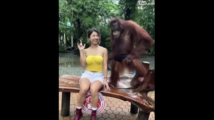 Cet orang outan est un petit coquinou