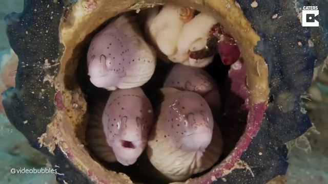 Cette famille de murènes a élu domicile dans un tuyau en plastique