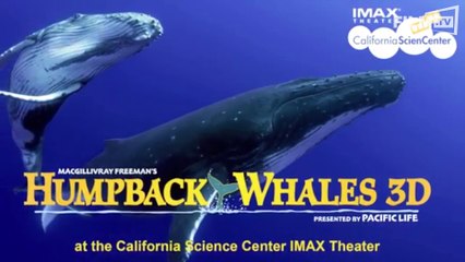 Discover the Majestic Humpback Whales in the Pacific 🌊 (2017 Trailer)