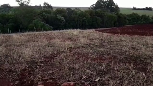 Bombeiros são mobilizados para resgatar vaca que caiu em córrego