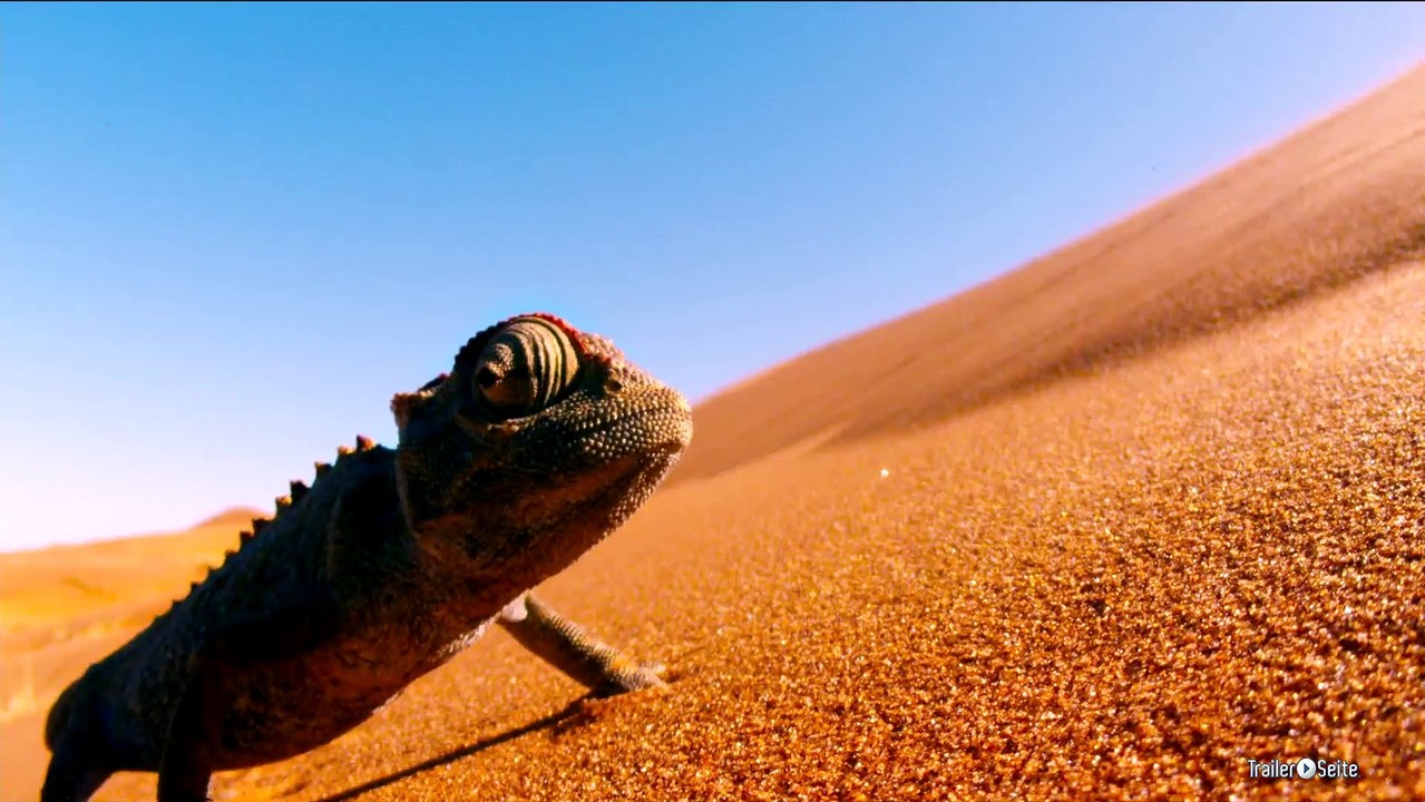 Ausschnitt aus Afrika - Das Magische Königreich: Chamäleon