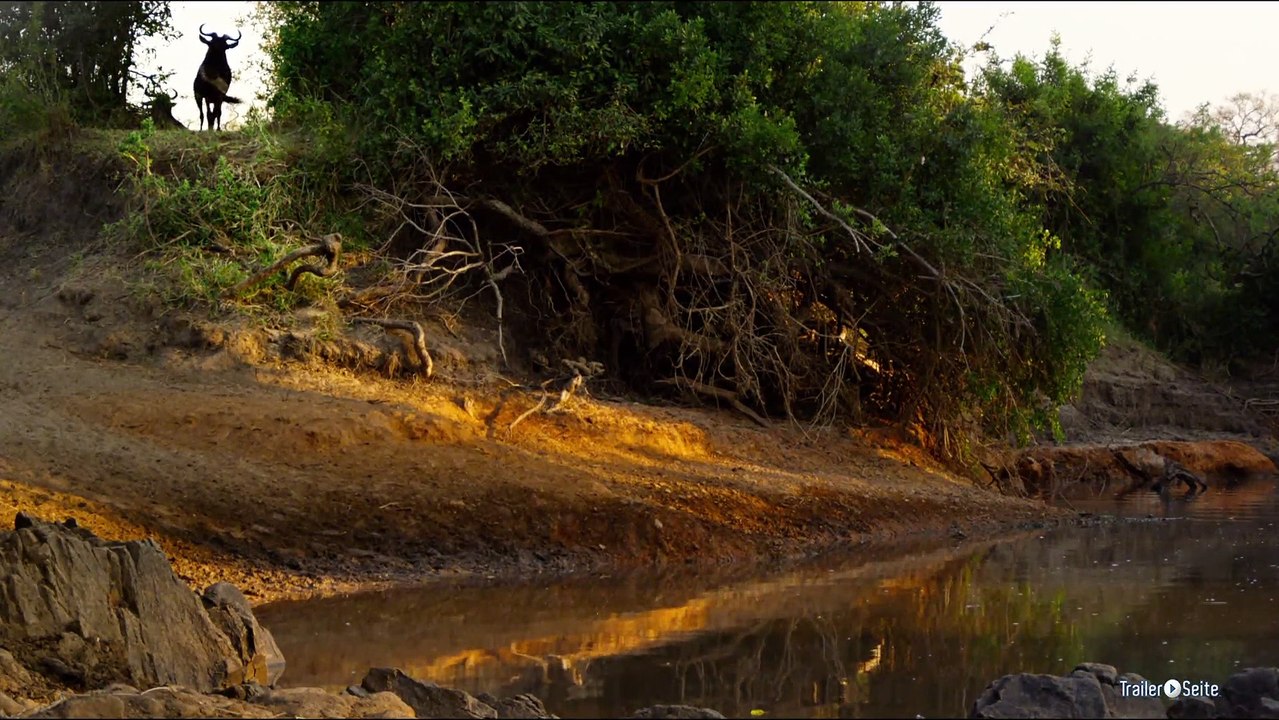 Ausschnitt aus Afrika - Das Magische Königreich: Krokodilattacke