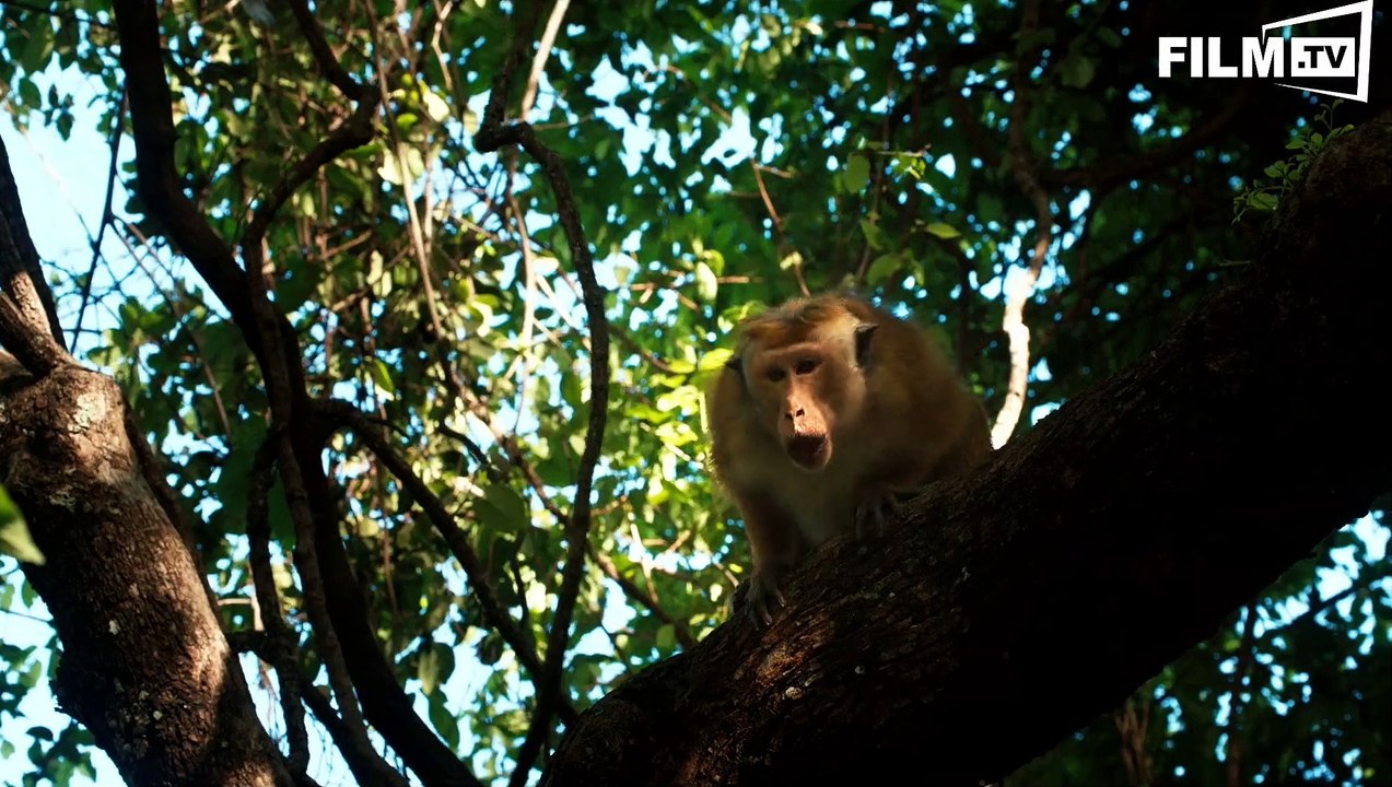 Im Reich Der Affen - Trailer - Filmkritik Deutsch German (2015) - Trailer 1