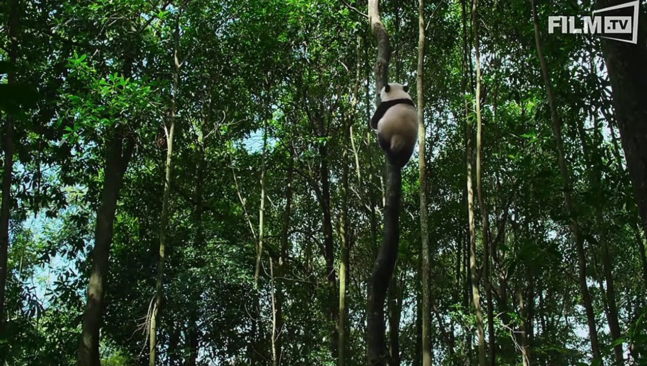 Born In China Trailer (2018)