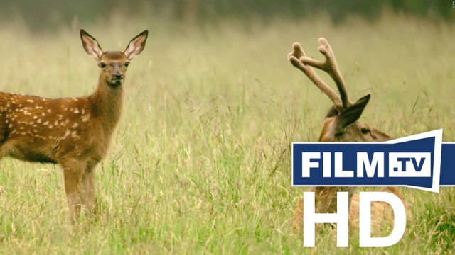 Auf Der Jagd - Wem Gehört Die Natur Trailer (2018)