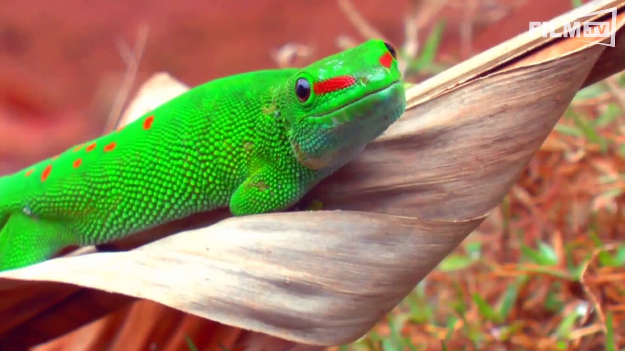 Wildes Madagaskar - Die Insel Der Lemuren Trailer (2014)