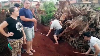 Presença de mais filhotes sob raízes mobiliza bombeiros ao Cancelli