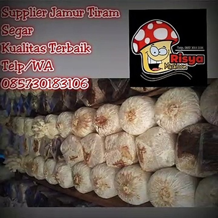 Jual Bibit Jamur Tiram Jogja, telp. 0857 3018 3106, UNGGUL..!!! Video Dailymotion