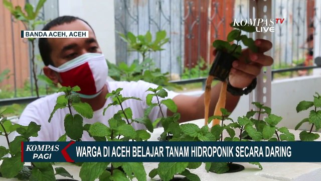 Isi Kegiatan Selama Pandemi dengan Belajar Tanam Hidroponik Secara Daring