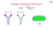 Antigens Antibodies and Interactions _ Immunity