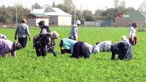 - Azerbaycan'da savaşın gölgesinde havuç hasadı