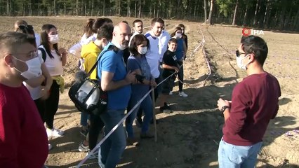 Yağışların Ardından Çiçek Açan Safran Tarlası İlgi Odağı Oldu