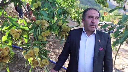 Ormanlarda yetişen kestaneler köylüye gelir kapısı oldu