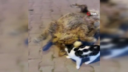 Kediyle köpeğin dostluğu kamerada