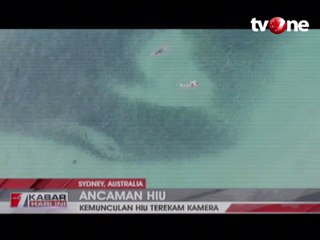 Berenang di Pantai, Warga Nyaris Kontak dengan Hiu