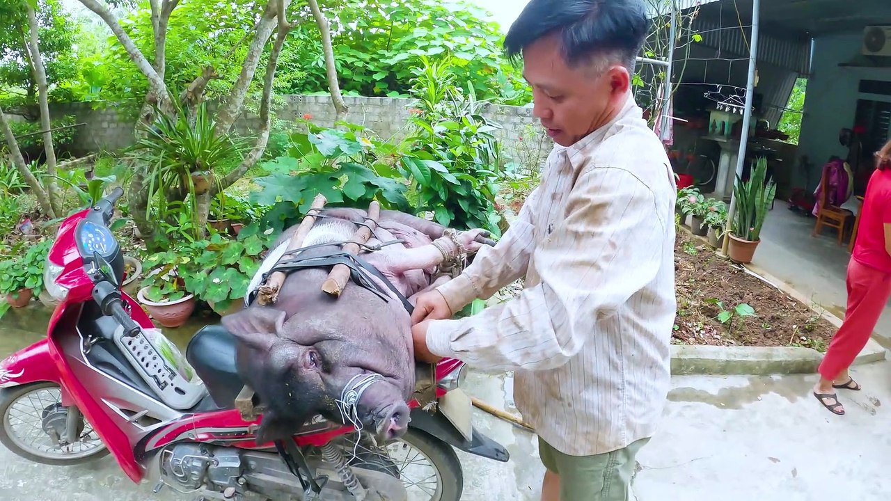 Bắt con lợn siêu mỡ về làm thịt
