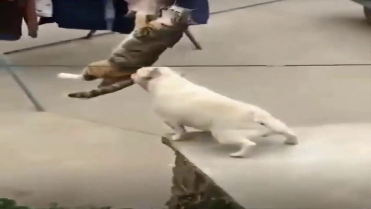 Cats and Dogs, Video Variety