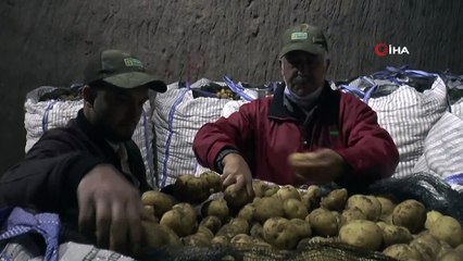 Yerli patates tohumu ile ithalatın önüne geçilecek
