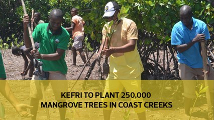 Kefri to plant 250,000 mangrove trees in Coast creeks-