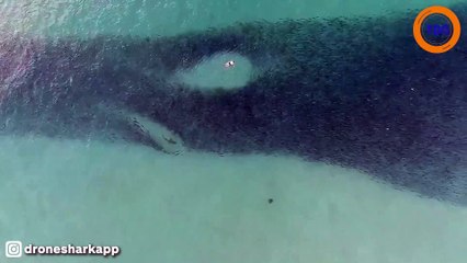 Australie : des nageurs et des requins font une balade à travers un banc de saumons