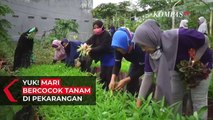 Gerakan Ketahanan Pangan Melalui Pekarangan Pangan Lestari di Kota Parepare Sulawesi Selatan