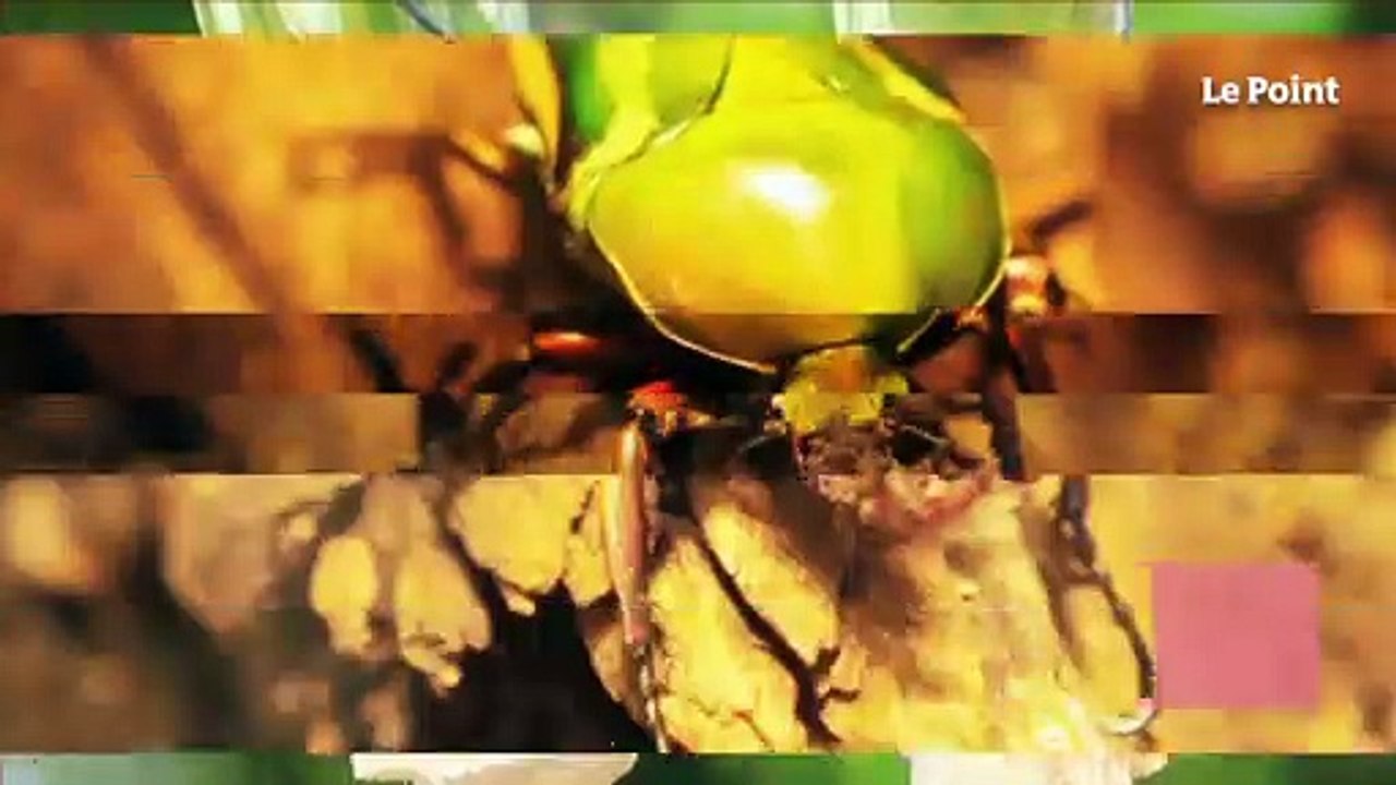 Sécurité aéronautique : ce scarabée qui inspire les chercheurs