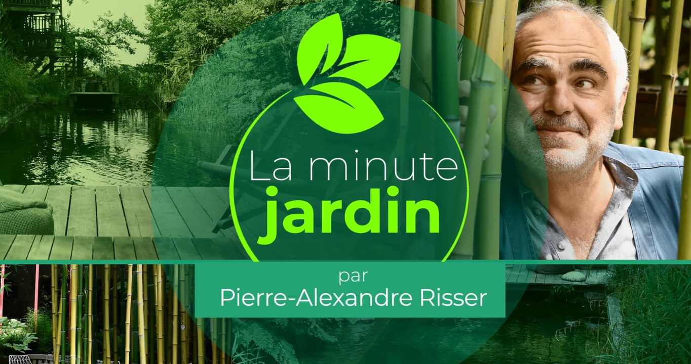 Que planter au potager en automne ?