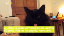 Watch Adorable Cat Stick His Tongue Out Every Time His Favorite U2 Song Comes on