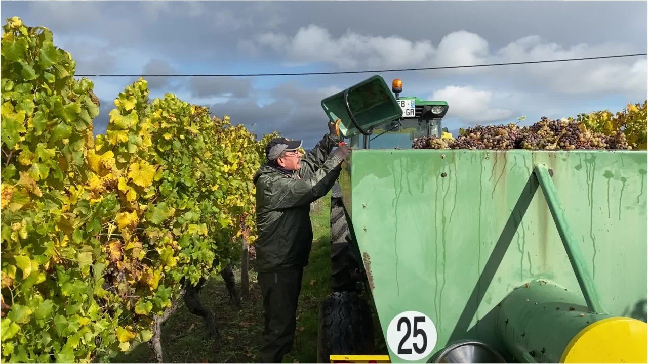 Vendanges tardives en bergeracois